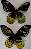 Unid Birdwing Gynandromorph & Hybrid (Internet Image property of respective owner, non-commercial use only)